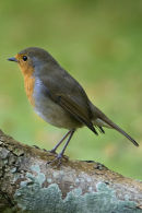 Robin